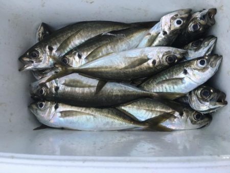 昨日より今日こそ！！アジ釣り！！